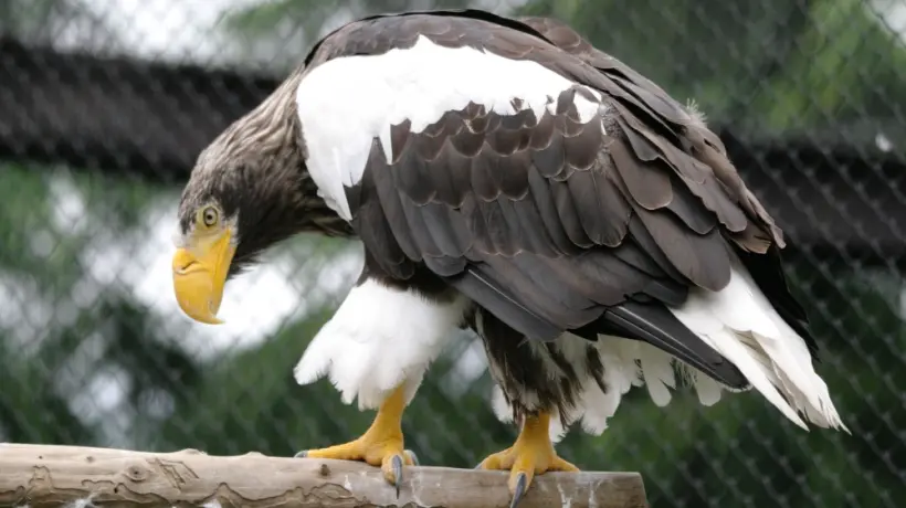 شاهد: نسر بحر ينقض على خروف حديث الولادة في إسكتلندا