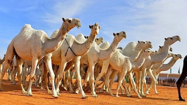 مزاد الإبل