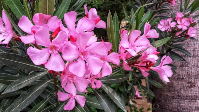 oleander plant 