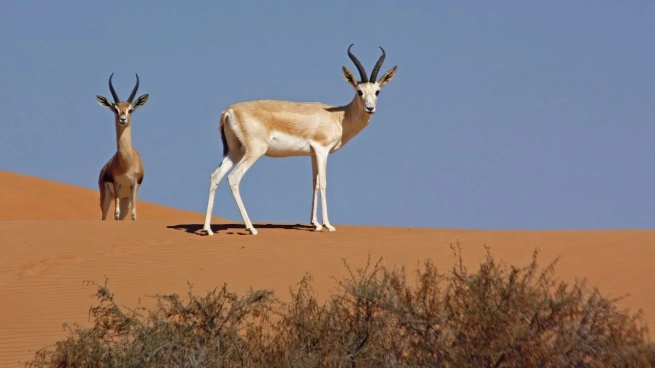 UAE news